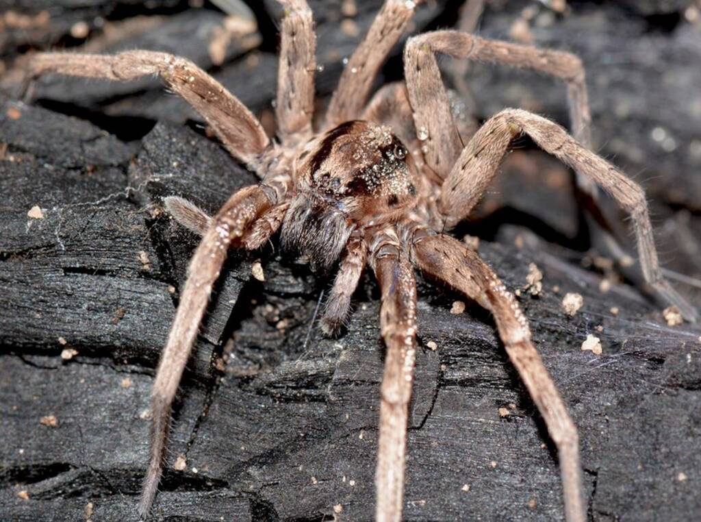 Prowling Spider (genus Miturga), Flynn WA © Jean and Fred Hort