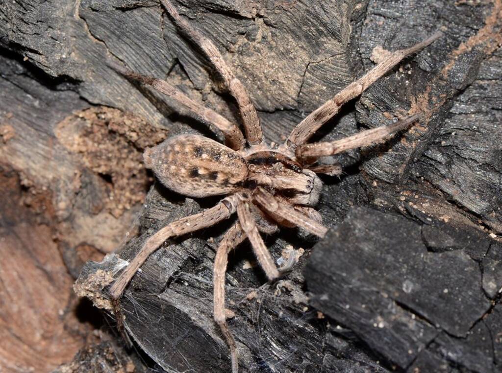 Prowling Spider (genus Miturga), Flynn WA © Jean and Fred Hort