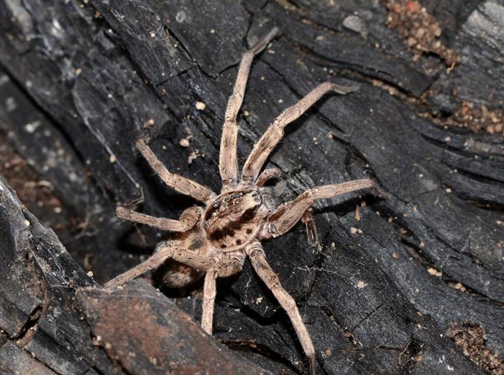 Prowling Spider (genus Miturga), Flynn WA © Jean and Fred Hort