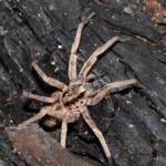 Prowling Spider (genus Miturga), Flynn WA © Jean and Fred Hort