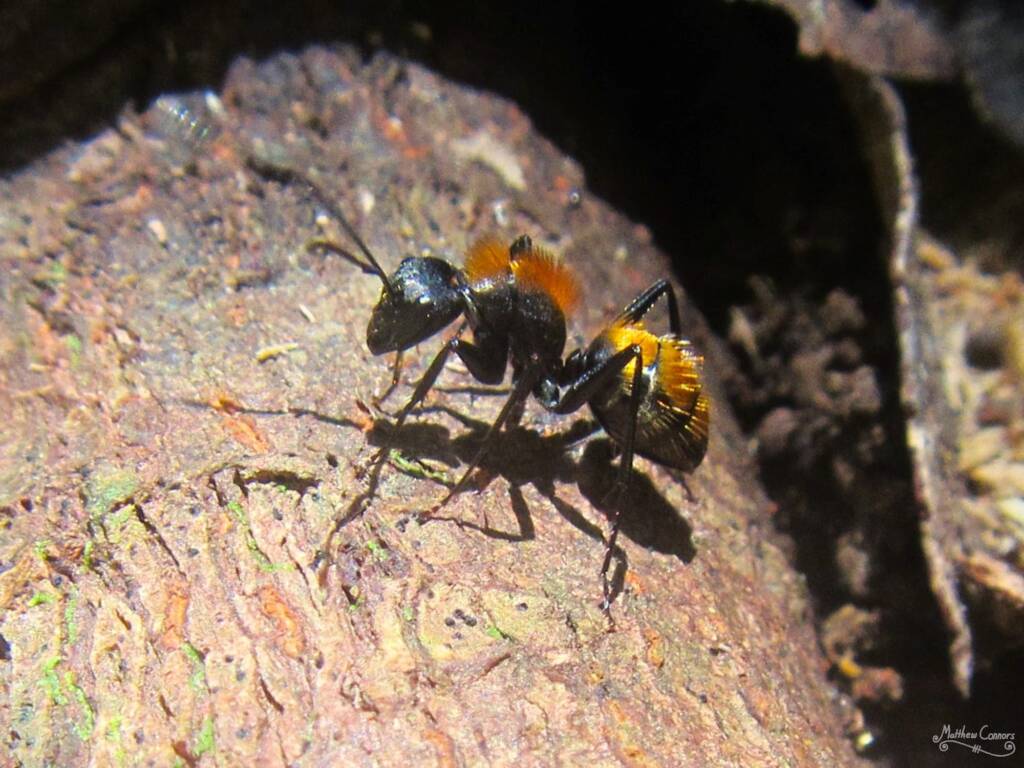 Punk Ant (Camponotus thadeus), Mount Finnigan, Far North QLD © Matthew Connors / Yellow Monday Nature Photography