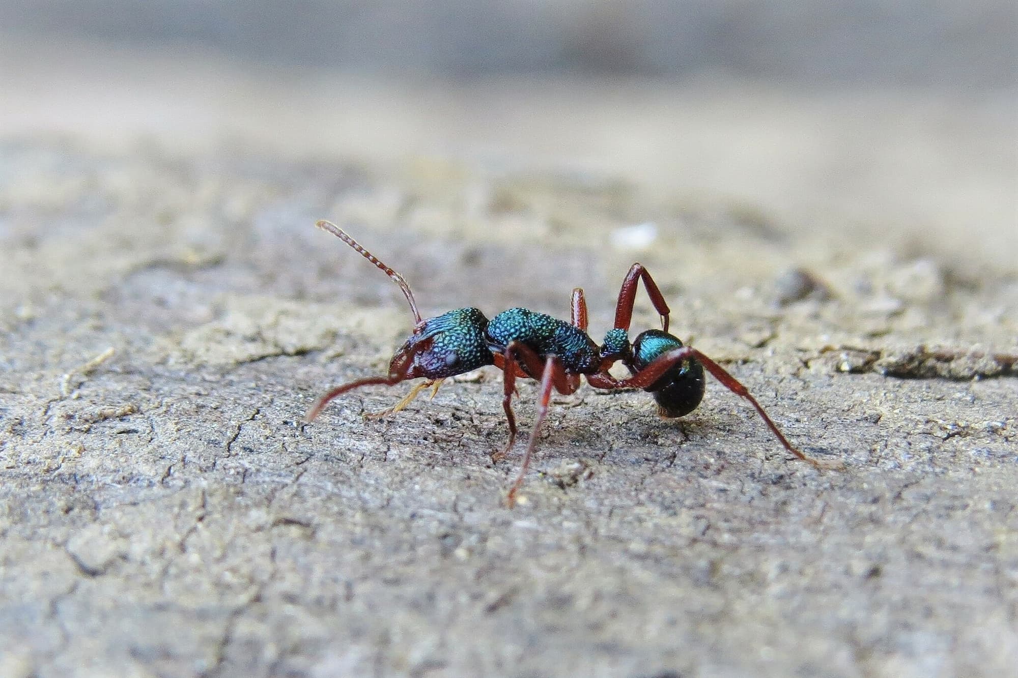 Rhytidoponera aspera, Wandella NSW © Deb Taylor