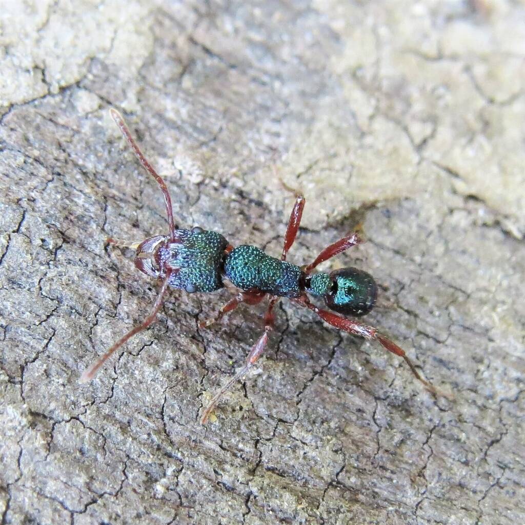 Rhytidoponera aspera, Wandella NSW © Deb Taylor