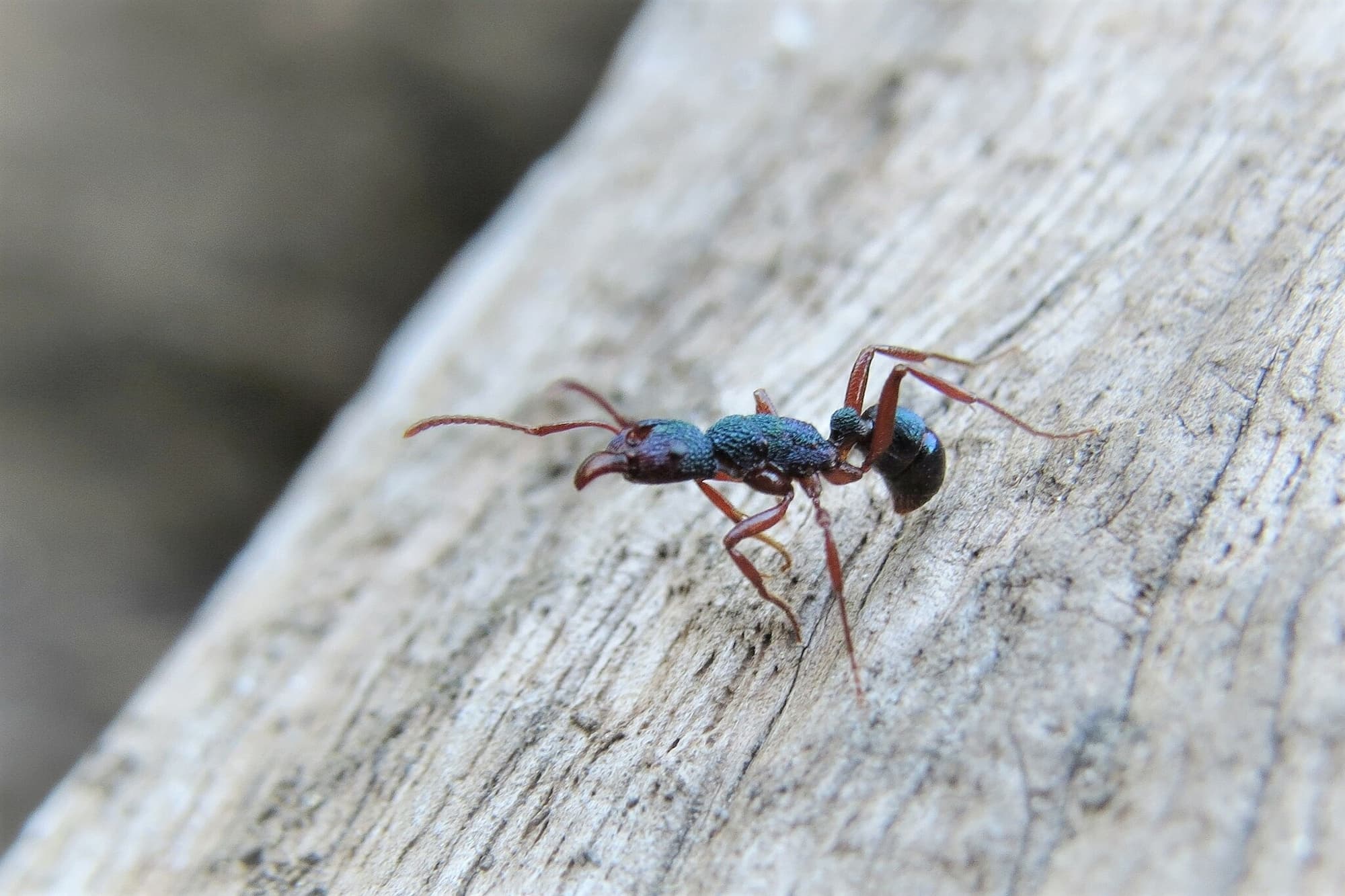 Rhytidoponera aspera, Wandella NSW © Deb Taylor
