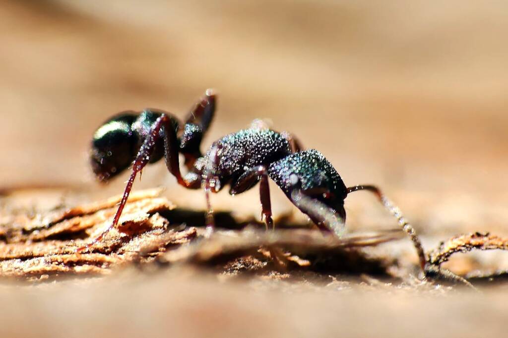 Green-head Ant (Rhytidoponera metallica), Belair SA © Marianne Broug