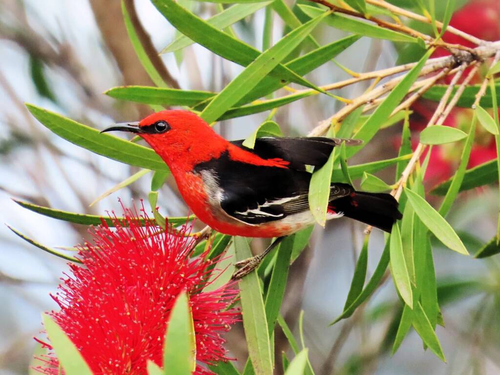 Scarlet Honeyeater (Myzomela sanguinolenta), Wallaga Lake NSW © Deb Taylor