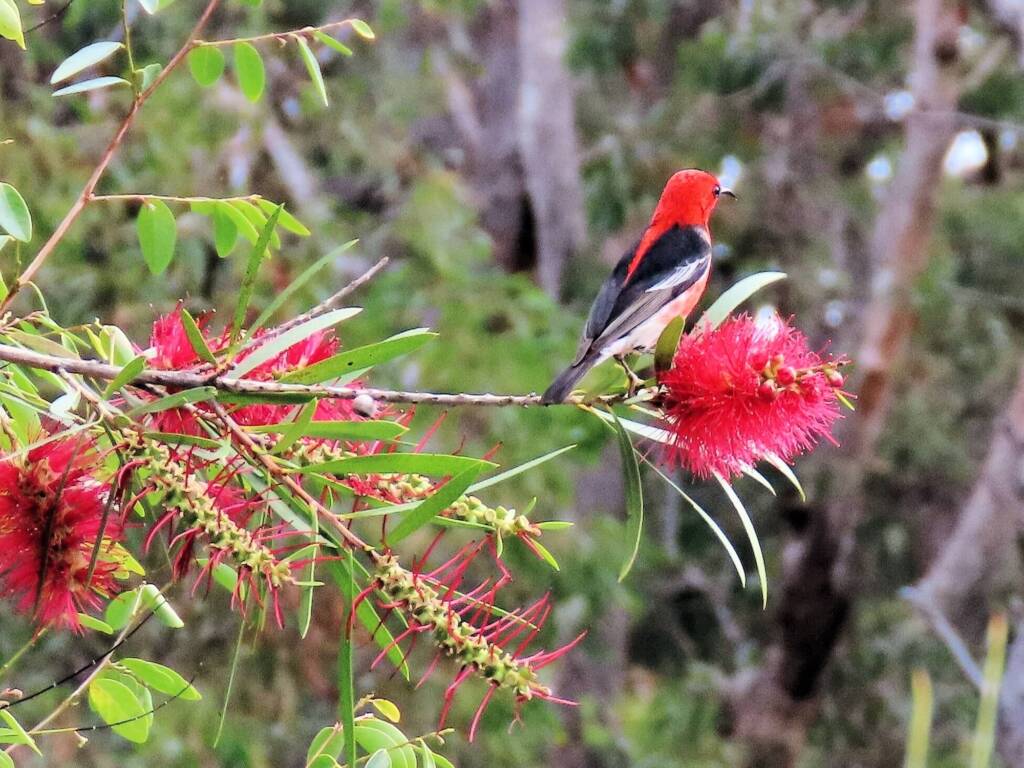 Scarlet Honeyeater (Myzomela sanguinolenta), Wallaga Lake NSW © Deb Taylor