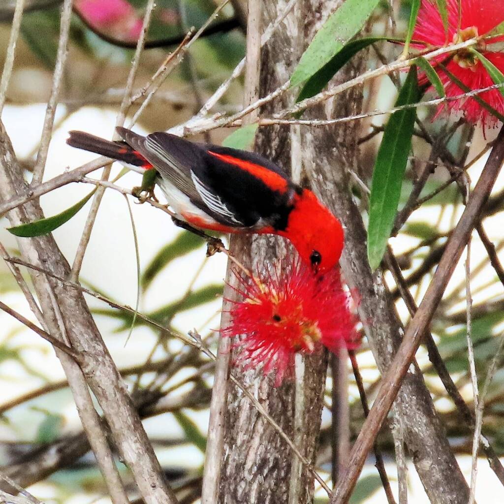 Scarlet Honeyeater (Myzomela sanguinolenta), Wallaga Lake NSW © Deb Taylor