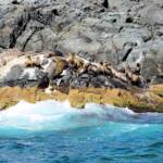 Seals, Barunguba Montague Island NSW