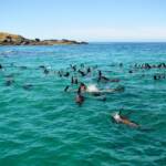 Seals off Barunguba Montague Island NSW