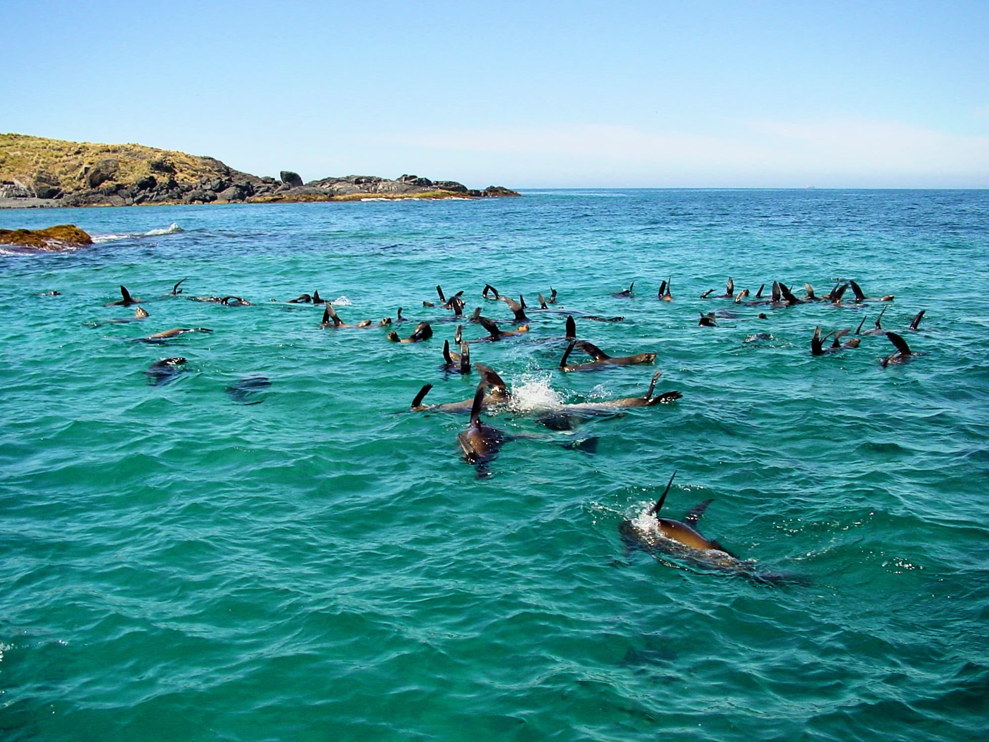 Seals off Barunguba Montague Island NSW