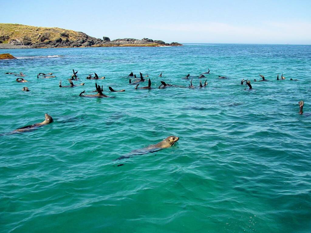 Seals off Barunguba Montague Island NSW