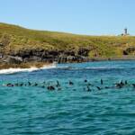 Seals off Barunguba Montague Island NSW