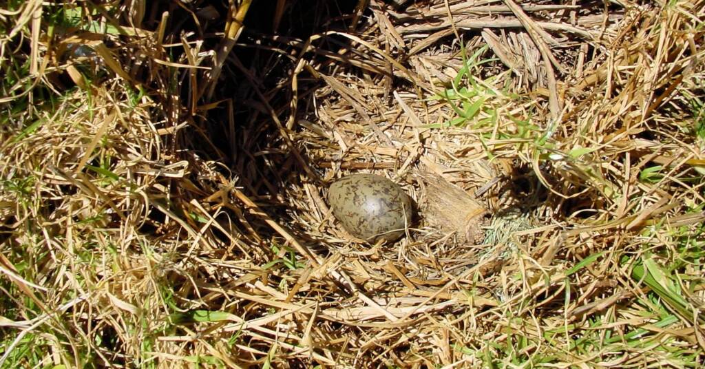 Silver Gull (Larus novaehollandiae) egg, Barunguba Montague Island NSW