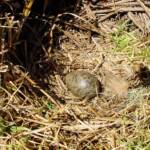 Silver Gull (Larus novaehollandiae) egg, Barunguba Montague Island NSW
