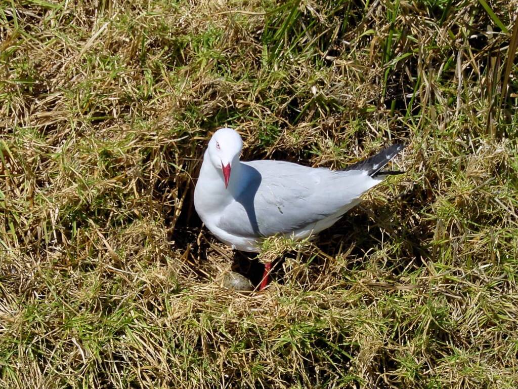 Silver Gull (Larus novaehollandiae) on nest, Barunguba Montague Island NSW