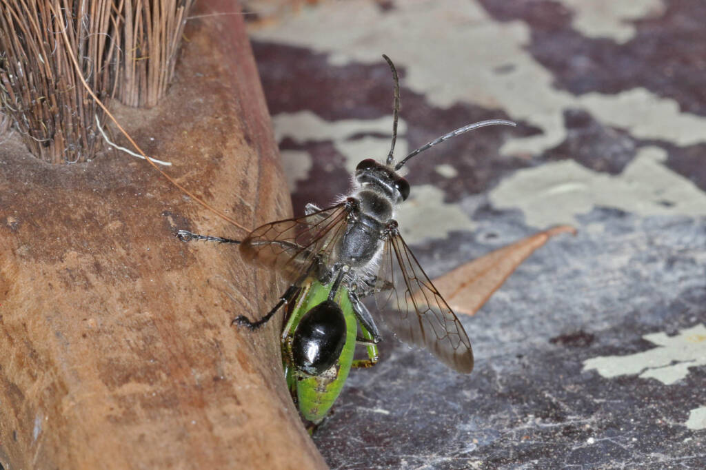 Genus Isodontia (Grass-carrying Wasp), Ballandean QLD © Marc Newman