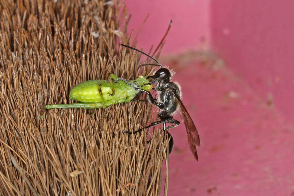 Genus Isodontia (Grass-carrying Wasp), Ballandean QLD © Marc Newman