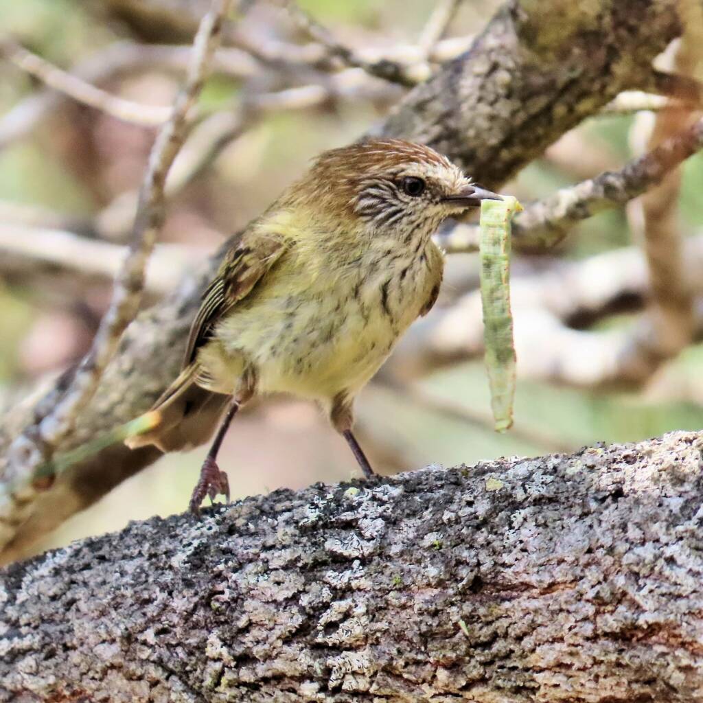 Striated Thornbill (Acanthiza lineata), Wallaga Lake NSW © Deb Taylor