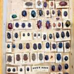 Tenebrionid beetles donated to the WA Museum © Mark Hanlon