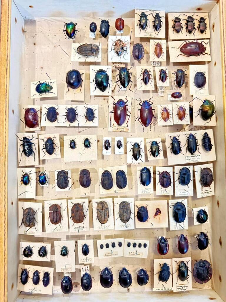 Tenebrionid beetles donated to the WA Museum © Mark Hanlon