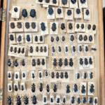 Tenebrionid beetles donated to the WA Museum © Mark Hanlon