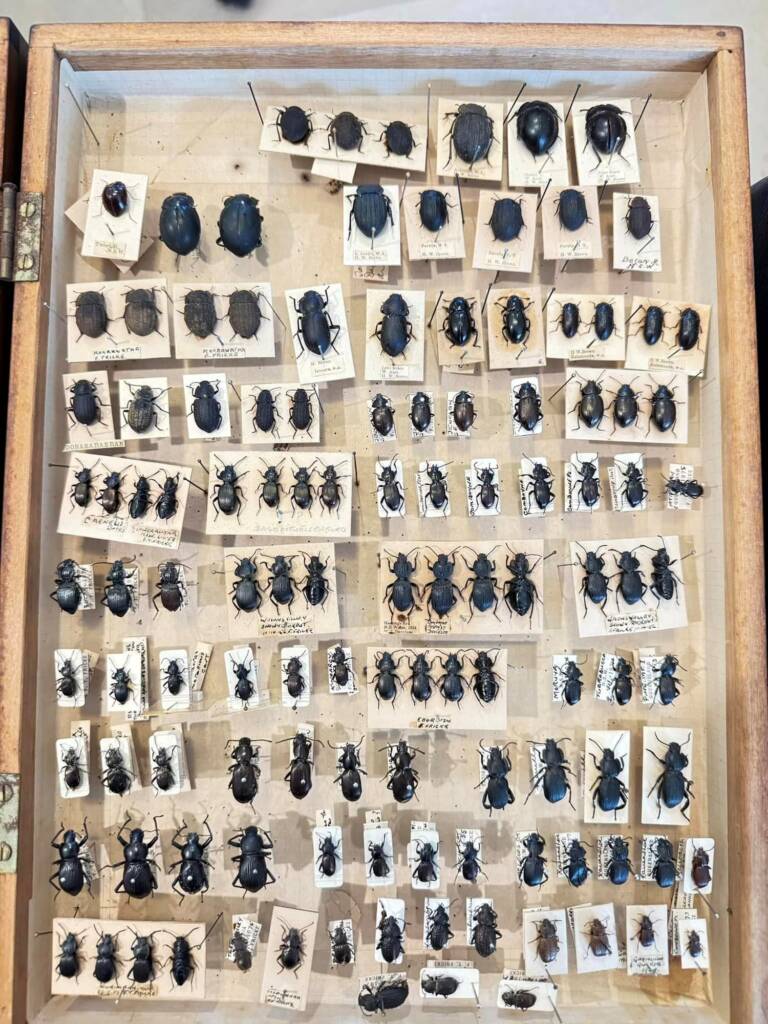 Tenebrionid beetles donated to the WA Museum © Mark Hanlon