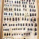 Tenebrionid beetles donated to the WA Museum © Mark Hanlon