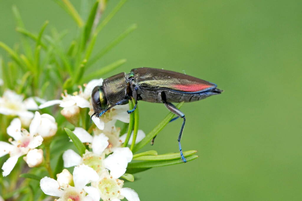 Torresita cuprifera (Jewel Beetle), Nerang QLD © Hongming Kan