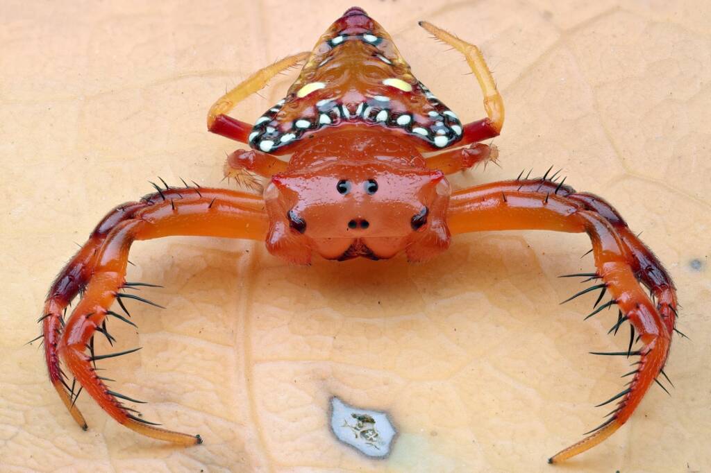 Triangular Spider (Arkys lancearius), Narara NSW © Michael Doe