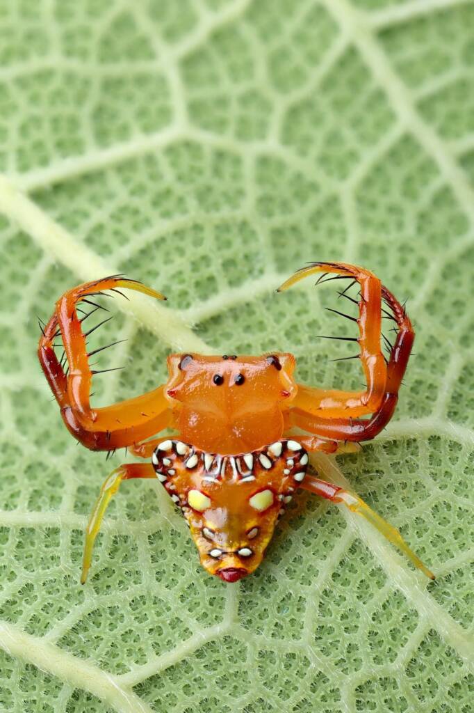 Triangular Spider (Arkys lancearius), Woy Woy Bay NSW © Michael Doe