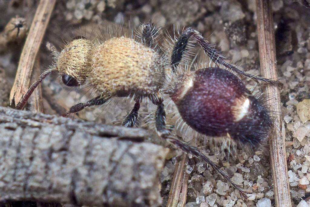 Velvet Ant (Tribe Dasymutillini), Freshwater National Park QLD © Tony Eales