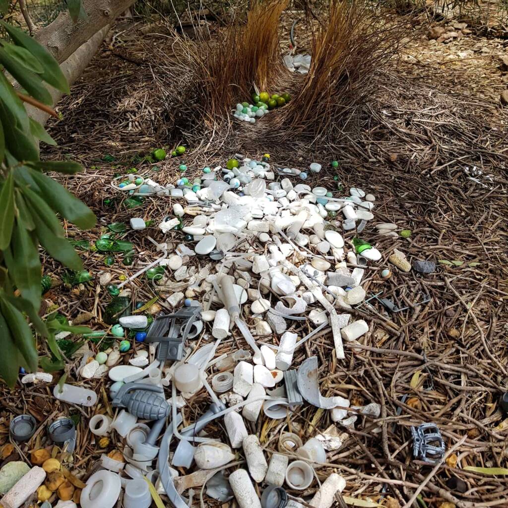 Bower of the Western Bowerbird (Chlamydera guttata) - 2024