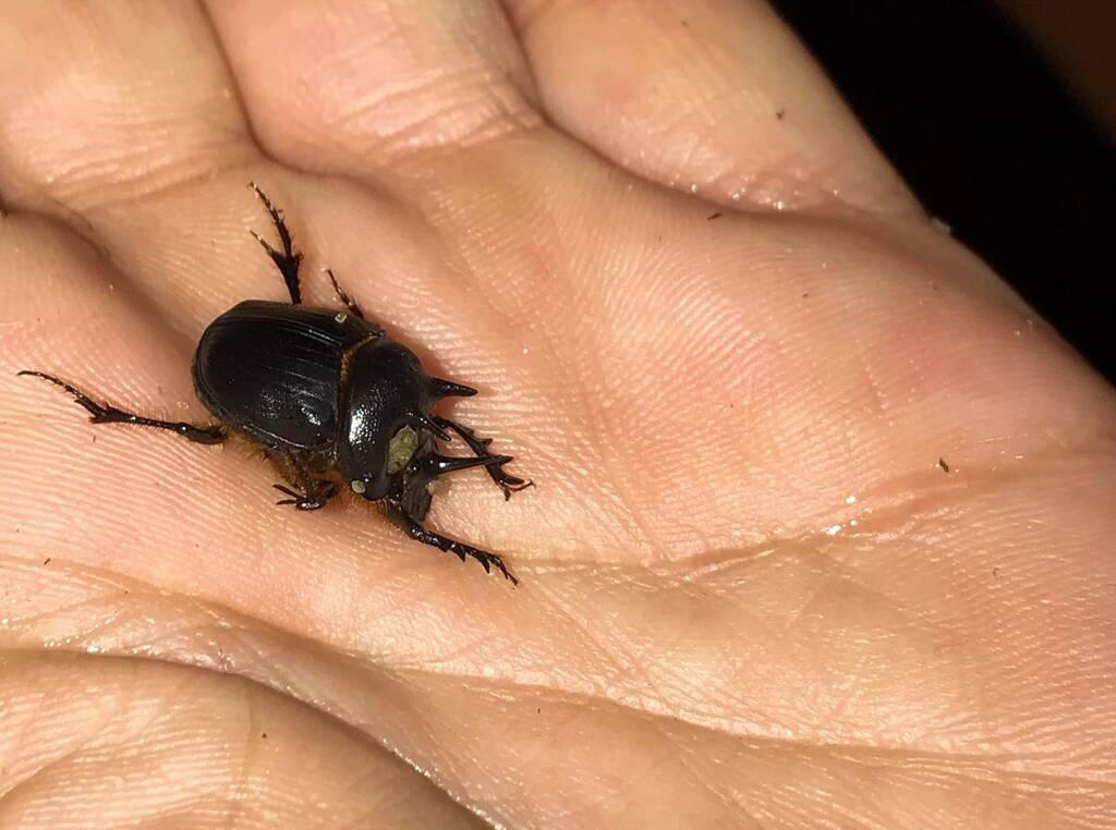 Onthophagus ferox (Western Dung Beetle), Neergabby WA © Donna Inglis