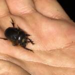 Onthophagus ferox (Western Dung Beetle), Neergabby WA © Donna Inglis