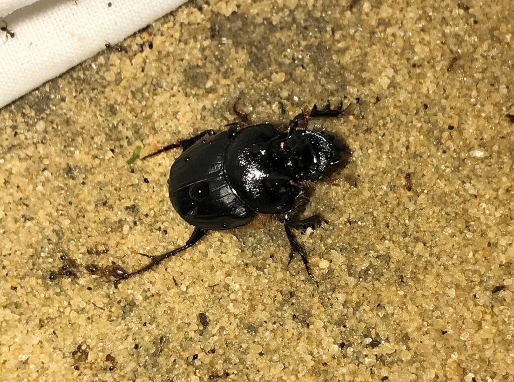 Onthophagus ferox (Western Dung Beetle), Gingin Brook Rd, Neergabby WA © Donna Juanita