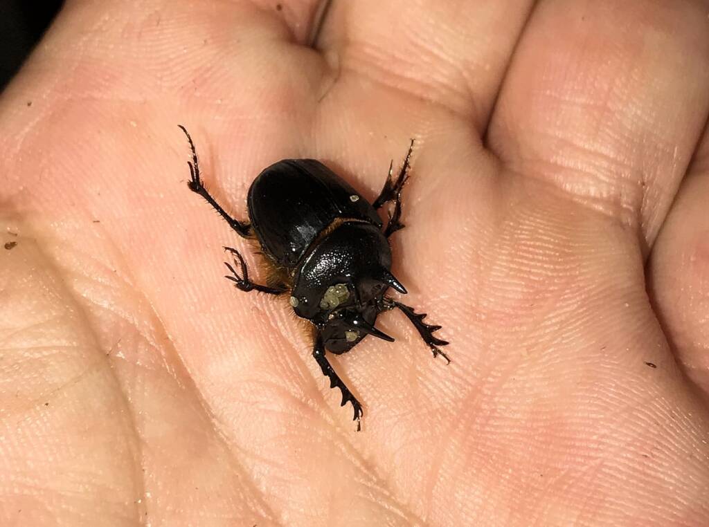 Onthophagus ferox (Western Dung Beetle), Neergabby WA © Donna Inglis