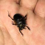 Onthophagus ferox (Western Dung Beetle), Neergabby WA © Donna Inglis