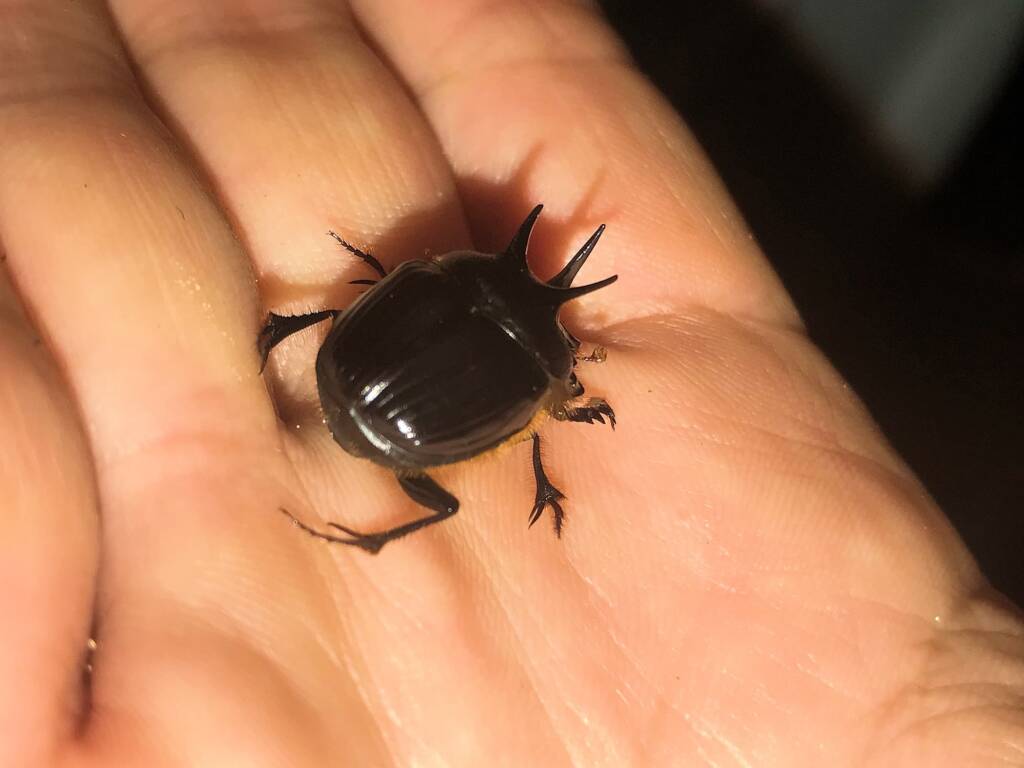 Onthophagus ferox (Western Dung Beetle), Gingin Brook Rd, Neergabby WA © Donna Inglis