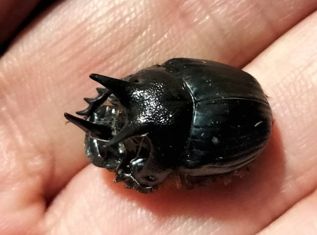 Onthophagus ferox (Western Dung Beetle), Neergabby WA © Donna Inglis