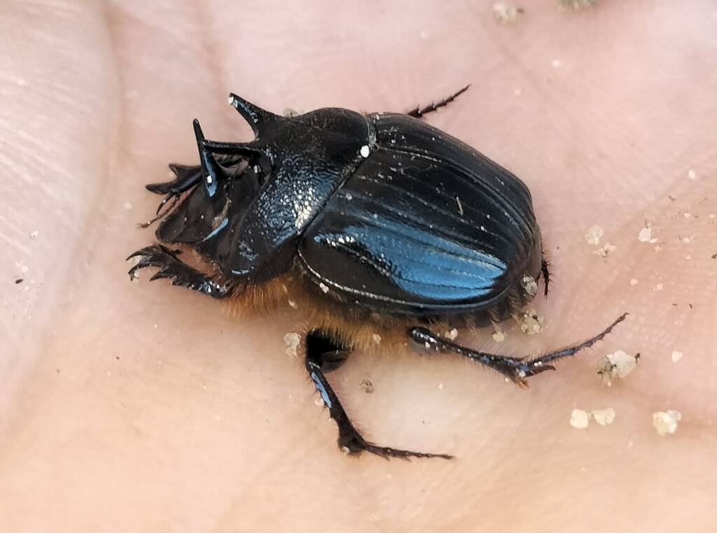 Onthophagus ferox (Western Dung Beetle), Neergabby WA © Donna Inglis