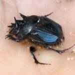 Onthophagus ferox (Western Dung Beetle), Neergabby WA © Donna Inglis