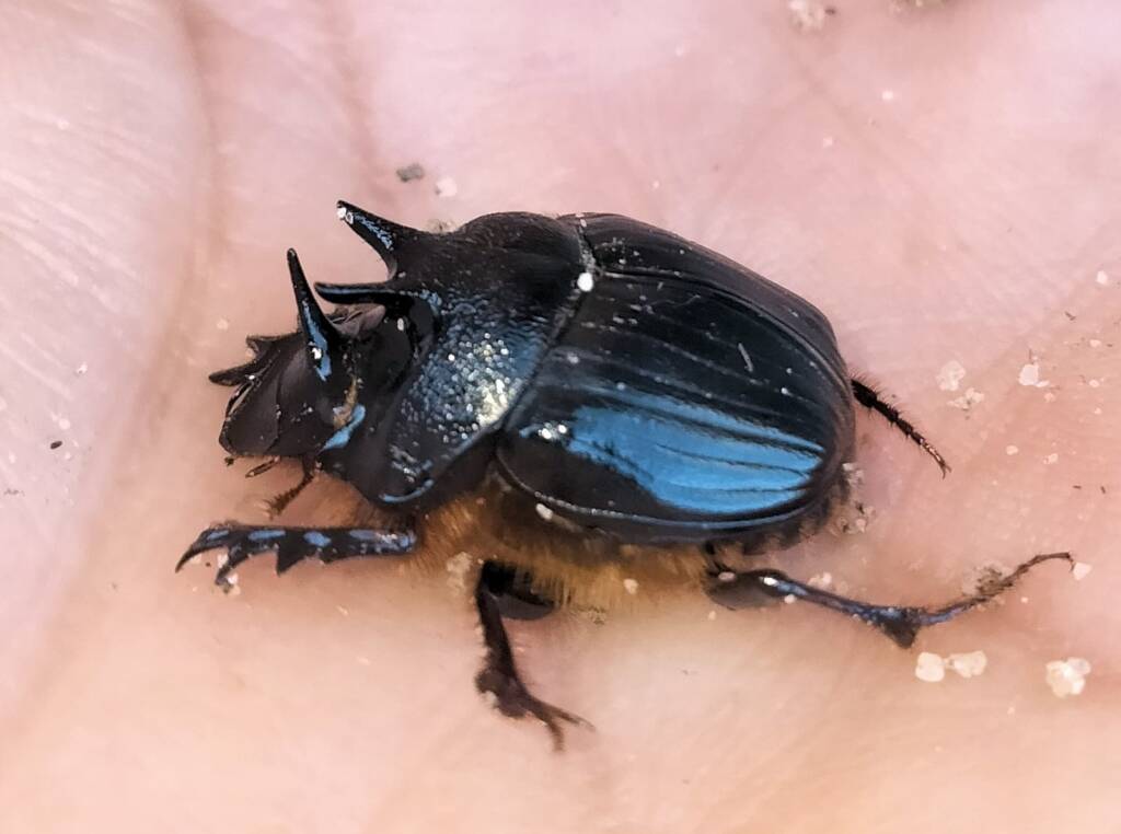 Onthophagus ferox (Western Dung Beetle), Neergabby WA © Donna Inglis