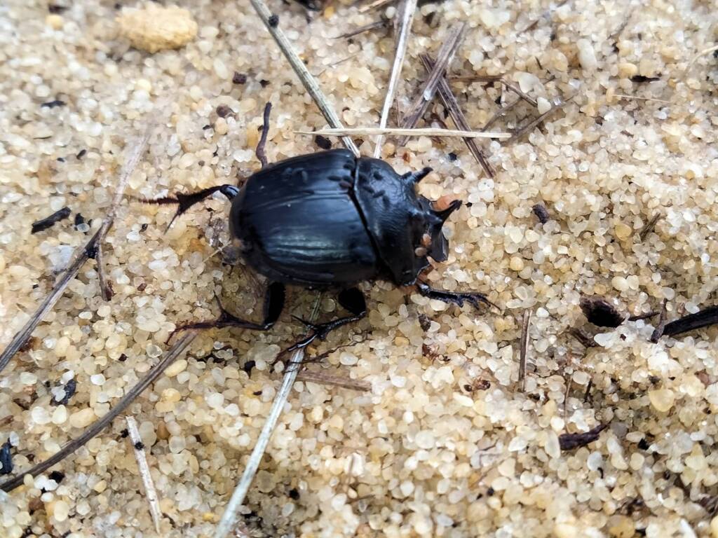 Onthophagus ferox (Western Dung Beetle), Neergabby WA © Donna Juanita
