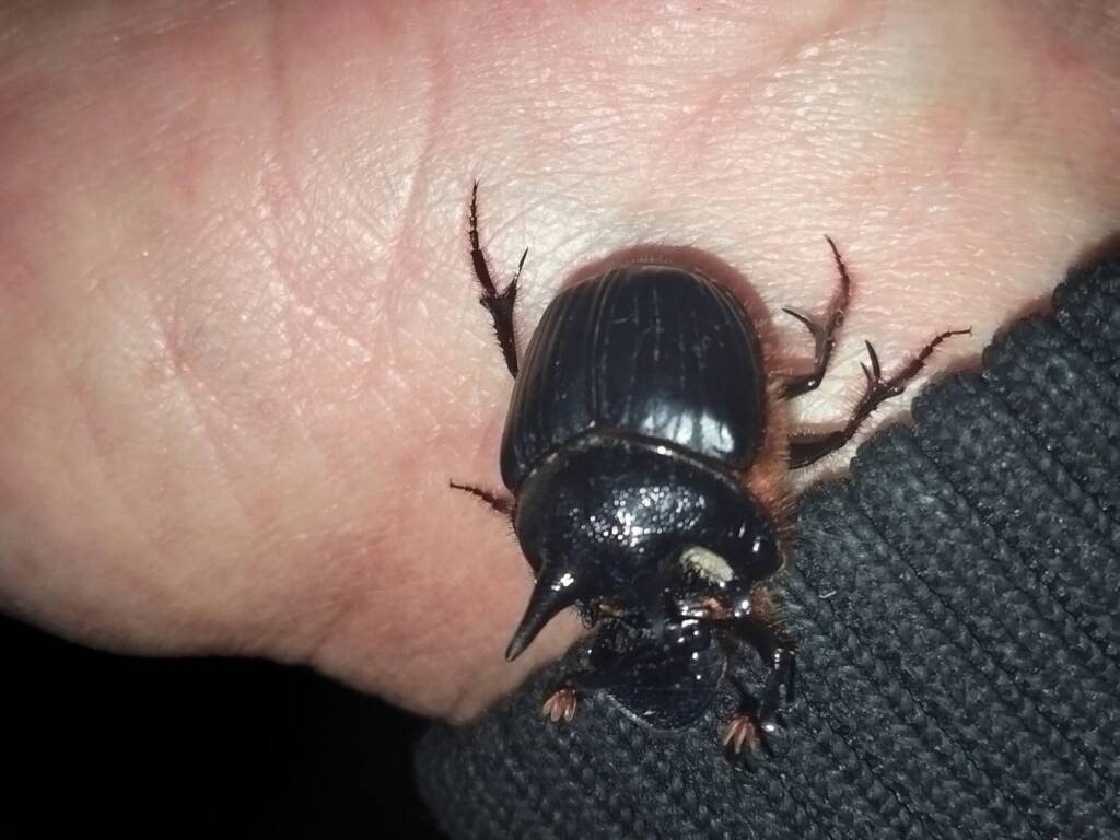 Onthophagus ferox (Western Dung Beetle), Neergabby WA © Donna Inglis