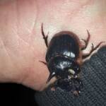 Onthophagus ferox (Western Dung Beetle), Neergabby WA © Donna Inglis