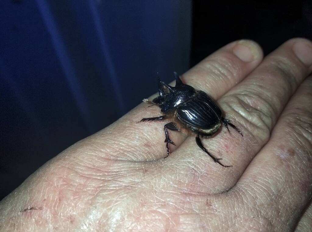 Onthophagus ferox (Western Dung Beetle), Neergabby WA © Donna Inglis