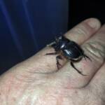 Onthophagus ferox (Western Dung Beetle), Neergabby WA © Donna Inglis
