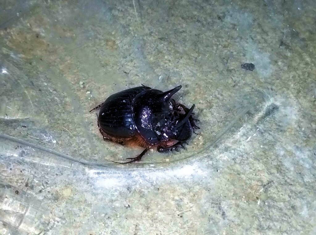 Onthophagus ferox (Western Dung Beetle), Neergabby WA © Donna Juanita