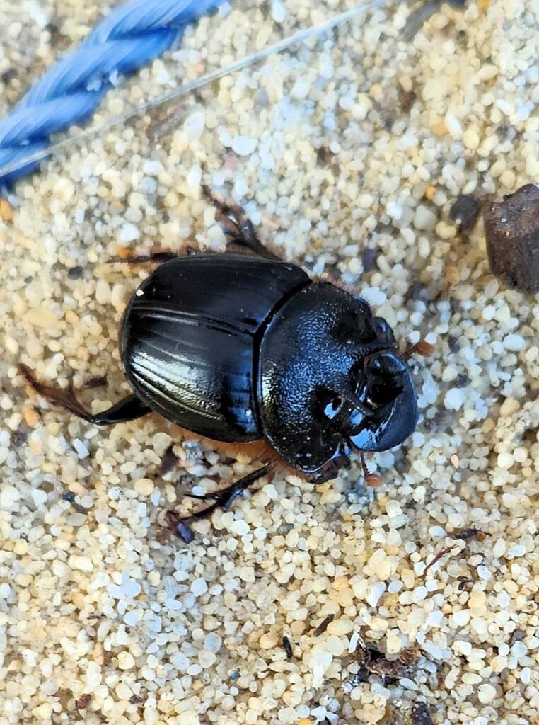 Onthophagus ferox (Western Dung Beetle), Neergabby WA © Donna Inglis